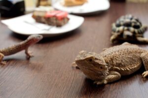 zoo cafè budapest